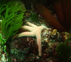 Pseudonepanthia troughtoni