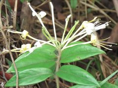 Lonicera