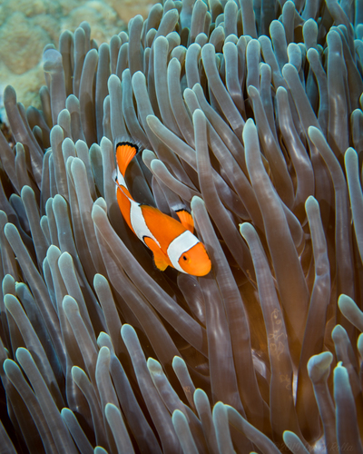 Ocellaris Anemonefish — seen at this dive site