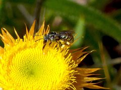 Lipotriches flavoviridis
