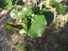 Cercis canadensis texensis