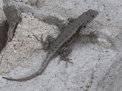 Sceloporus nelsoni