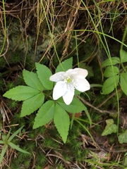 Anemonoides trifolia