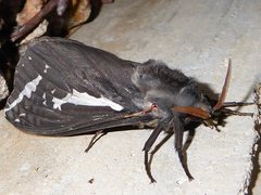 Abantiades atripalpis