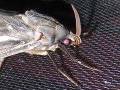 Abantiades atripalpis