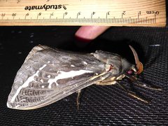 Abantiades atripalpis