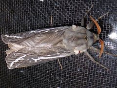 Abantiades atripalpis