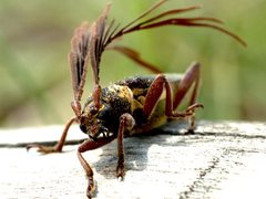 Piesarthrius marginellus