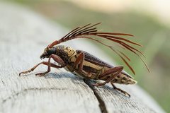 Piesarthrius marginellus