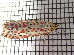 Utetheisa lotrix