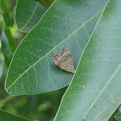 Choreutis aegyptiaca