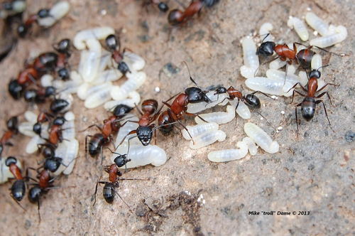 iNaturalist observation photo of Carpenter Ants, Typical Sugar Ants and Allies