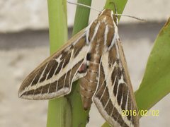 Hyles livornicoides