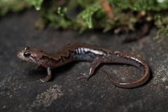 Great Balsams Mountain Dusky Salamander photo 1