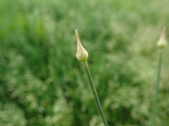 Allium macrostemon