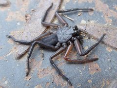 Rebilus lugubris