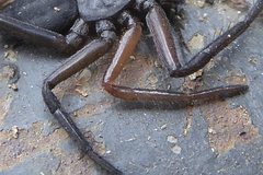Rebilus lugubris