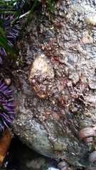 Brachiopoda