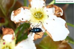 Rhagiini