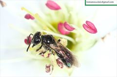 Panurginus