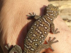 Oedura tryoni