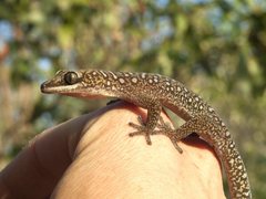 Oedura tryoni