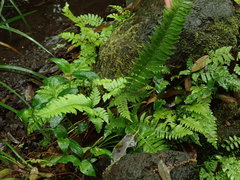 Polystichum tripteron