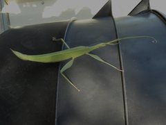 Tropidoderus childrenii