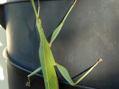 Tropidoderus childrenii