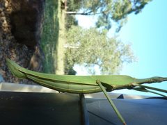 Tropidoderus childrenii