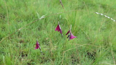 Dierama latifolium