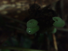 Mycena chlorophos