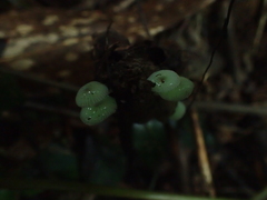 Mycena chlorophos