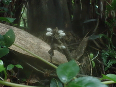 Mycena chlorophos