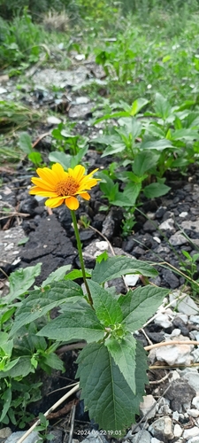 Heliopsis helianthoides