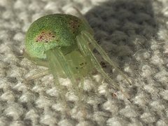 Araneus circulissparsus