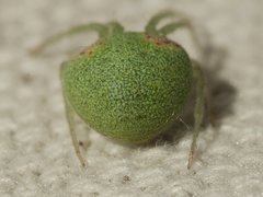Araneus circulissparsus
