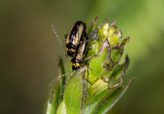 Calomicrus circumfusus