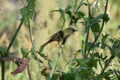 Phylloscopus examinandus
