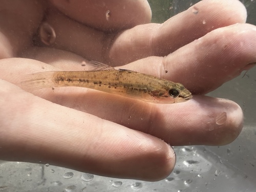 Sleeper (Gobiomorus maculatus) — Eleotridae — 2