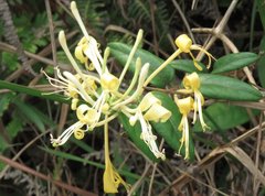 Lonicera