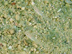 Amblygobius nocturnus