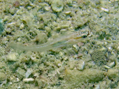 Amblygobius nocturnus