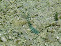 Amblygobius nocturnus