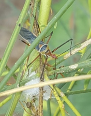Zelus grassans