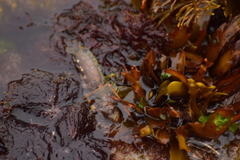 Paraclinus integripinnis