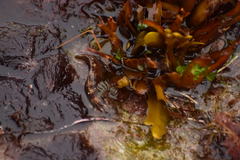 Paraclinus integripinnis