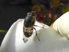 Stomorhina discolor