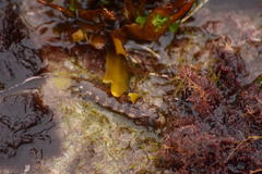 Paraclinus integripinnis