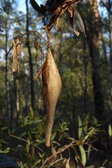 Ordgarius magnificus